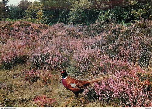 Carte postale animaux - postale,