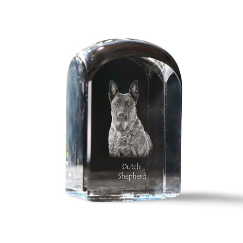 Berger hollandais cristal