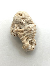 Objet très ancien fossile vertébré oggetto antico fossilealtes fossile altes