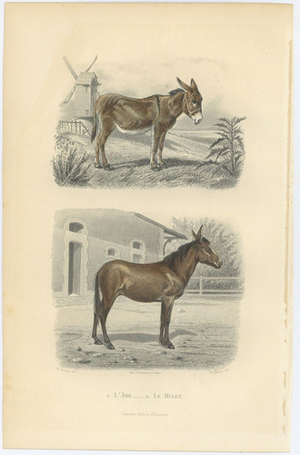 Gravure originale ane - originale,