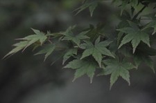 Objectif Nikon Ai-s Nikkor 180