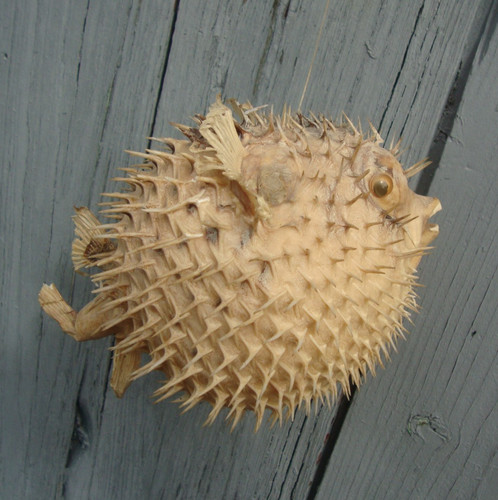 Diodon naturalisé poisson - diodon, naturalisé,