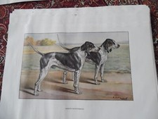 Gravures :  Chien de chasse :  Gascon Saintongeois -  26/17 cm - 1950