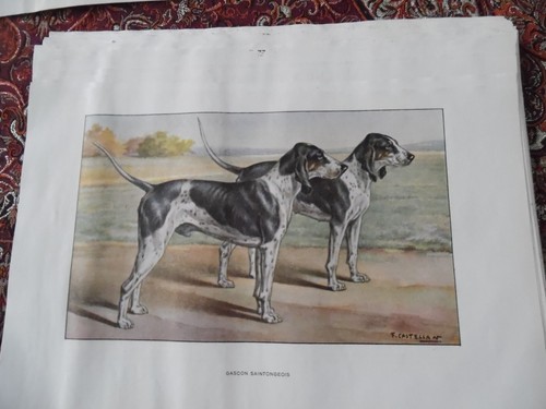 Gravures chien de - :,