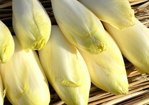 250 graines endive - graines,
