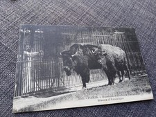 Cpa Paris museum histoire naturelle Bisons Amérique Édition Rosle