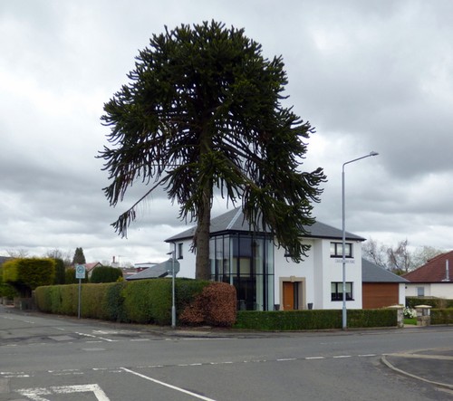 Photo 6x4 monkey puzzle tree - puzzle,