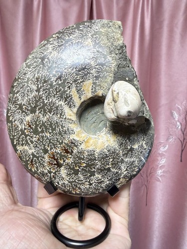 Super large rare eupachydiscus - super,