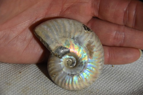 Rare ammonite aioloceras - ammonite,