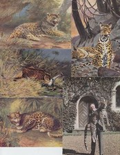 LEOPARD LÉOPARD 43 Vintage