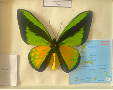 Ornithoptera Goliath Procus