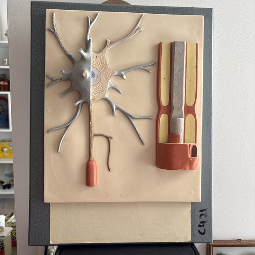 Neuron model nerve cell - nerve,