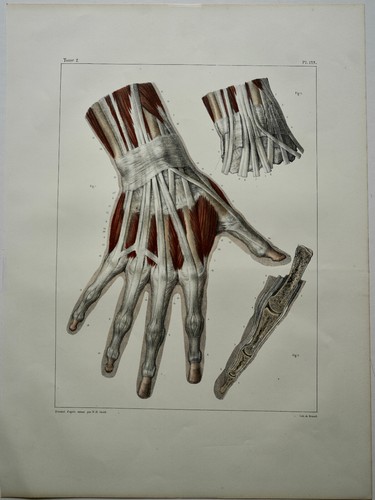 Bourgery jacob anatomie - anatomie, 1844