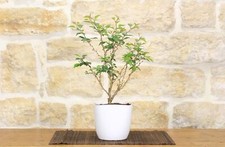 Bonsaï cerise japonais