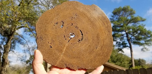 Rare petrified wood limb - rare,