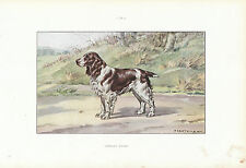 Document Ancien - Springer Spaniel - Monographie de Chien de Chasse 1965 