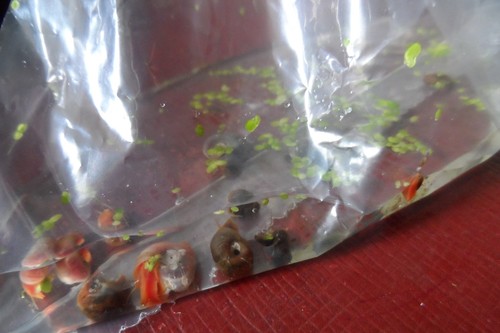 Lot planorbes escargots - x, 8