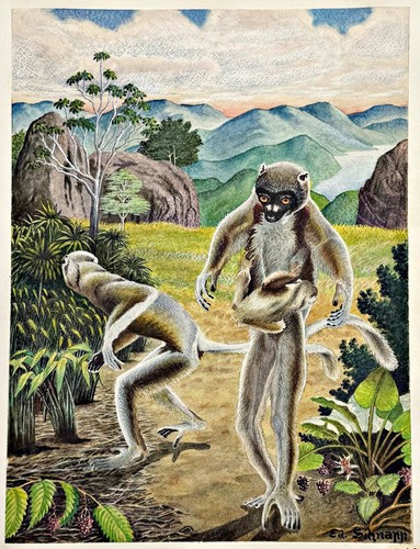 Berreaux sifaka lémur - berreaux-sifaka,