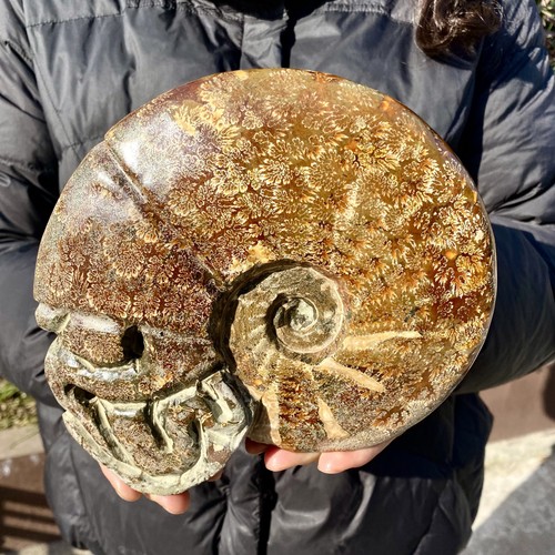 75lb rare natural tentacle - rare!,