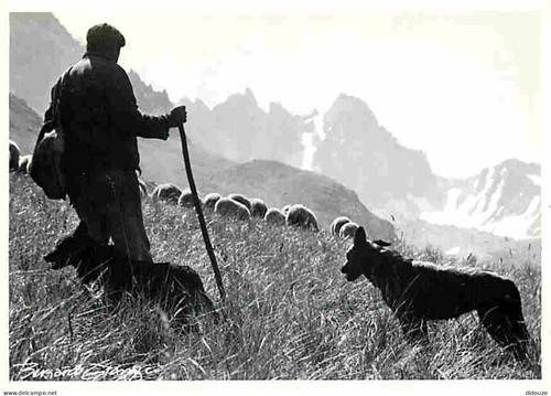 Carte postale animaux - animaux,