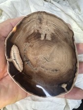 Ancien Dessous Plat Bouteille Bois Fossilisé Pétrifié Pierre Polie 