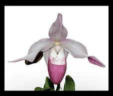 Phragmipedium Martina (x