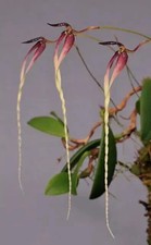 Miniature espèce orchidée Bulbophyllum contortisepalum fleur rouge taille