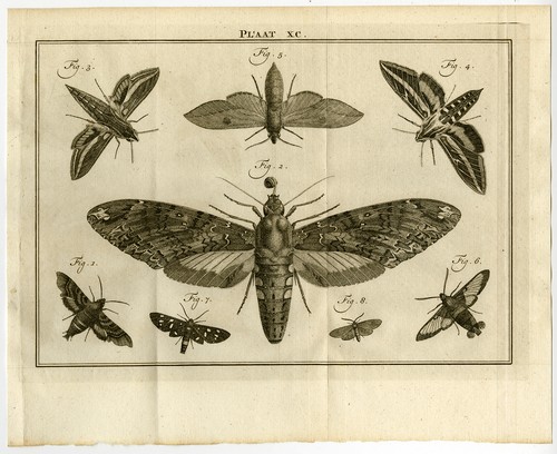 Antique print nocturnal - antique, print-xc-nocturnal