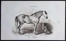 1882 - Cheval étalon