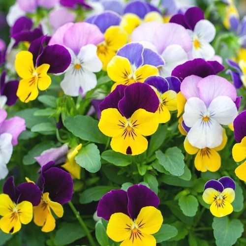 Viola cornuta variée 50 - cornuta,