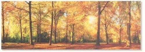 Tableau cadre toile - , arbre