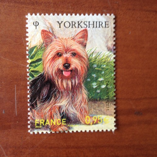 France 4548 chien yorkshire - **,