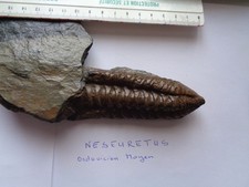 trilobites fossiles Neseuretus