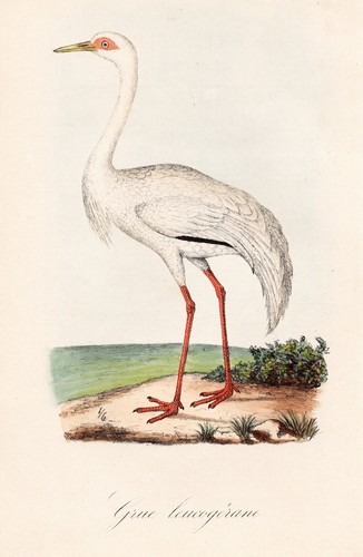 Grue leucogerane oiseaux - grue,