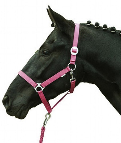 Literie pour chevaux stars - literie,