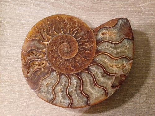 Ammonite cleoniceras tranchee - cleoniceras,