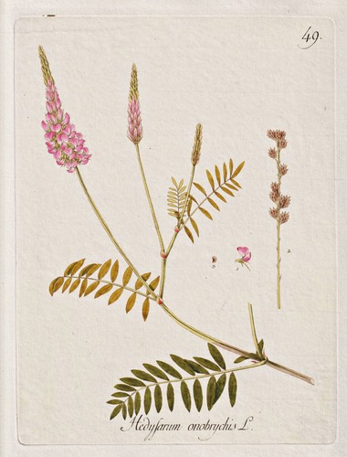 Fleur esparcette sainfoin - fleur, d'esparcette