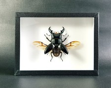 Véritable coléoptère