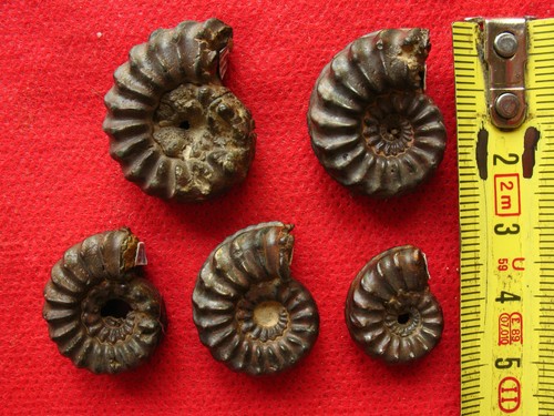 Lot ammonites du - lot,