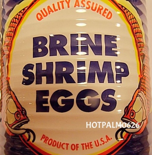 Baby brine shrimp eggs artemia - baby,
