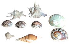 lot de 9 beaux coquillages