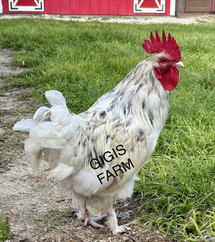 Splash maran fertile egg - maran,