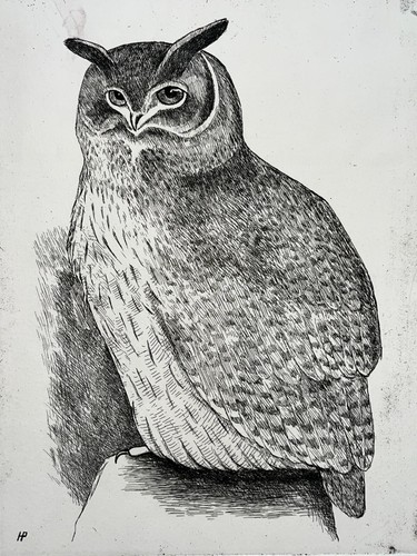 Grand duc hibou gravure - grand,