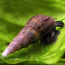 LOT DE 10 MELANOIDES  ESCARGOTS D AQUARIUM d'eau douce ESCARGOT AQUATIQUE