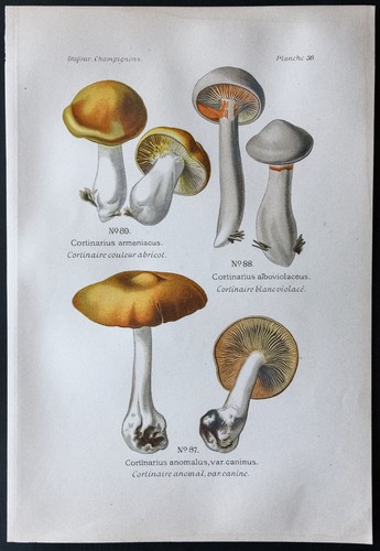 1891 planche couleur - 1891,
