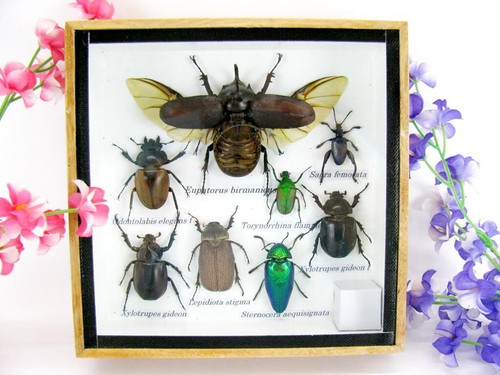 Véritables insectes