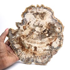 Fossile bois pétrifié, tranche polie pour collection, Madagascar 935gr 210mm