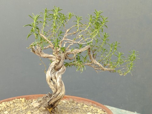 Bonsaï thym 10 cm - x, en