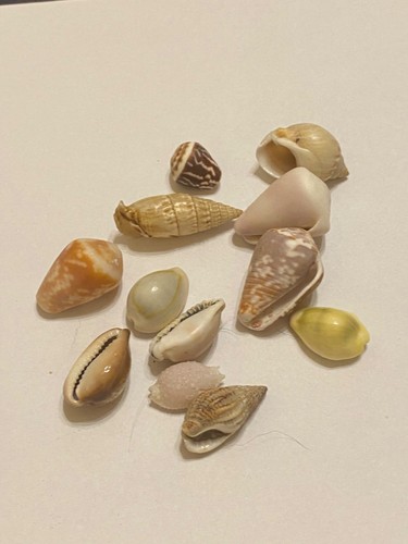 Lot coquillages - de, 12