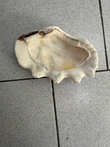 Coquillage benitier blanc - coquillage,